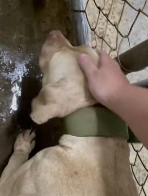 比特犬撒嬌討摸摸,讓志工媽媽也很心疼。(圖/翻攝臉書) ▲比特犬撒嬌討摸摸,讓志工媽媽也很心疼。(圖/翻攝臉書)