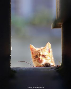 ▲此推主拍攝過許多貓咪的照片。（圖／Twitter：ryostory1124cat）