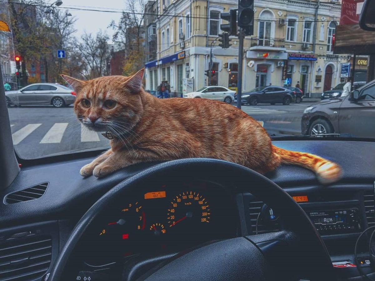 叫車嗎？貓咪計程車供免費「摸摸茶」服務　貓奴全瘋啦！
