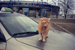 ▲札古亞有一輛貓咪計程車受到許多乘客的喜愛（圖／IG@cat_taxi）
