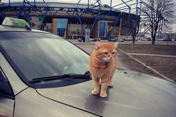 ▲札古亞有一輛貓咪計程車受到許多乘客的喜愛（圖／IG@cat_taxi）<br /> 