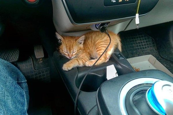 ▲當札古亞想要領養貓咪時，一隻小橘貓主動出現在他的面前，於是牠就順理成章地成為小小車掌（圖／IG@cat_taxi）<br /></div> 