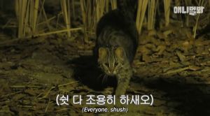▲一般韓國的野生石虎重量約在3到4公斤，小胖和大胖的體重都還太重，無法靈活控制自己的身體。 (圖/Youtube@SBS TV동물농장x애니멀봐)