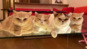 ▲推主家的貓咪常常成群結隊做事。（圖／Twitter：jirosan77）
