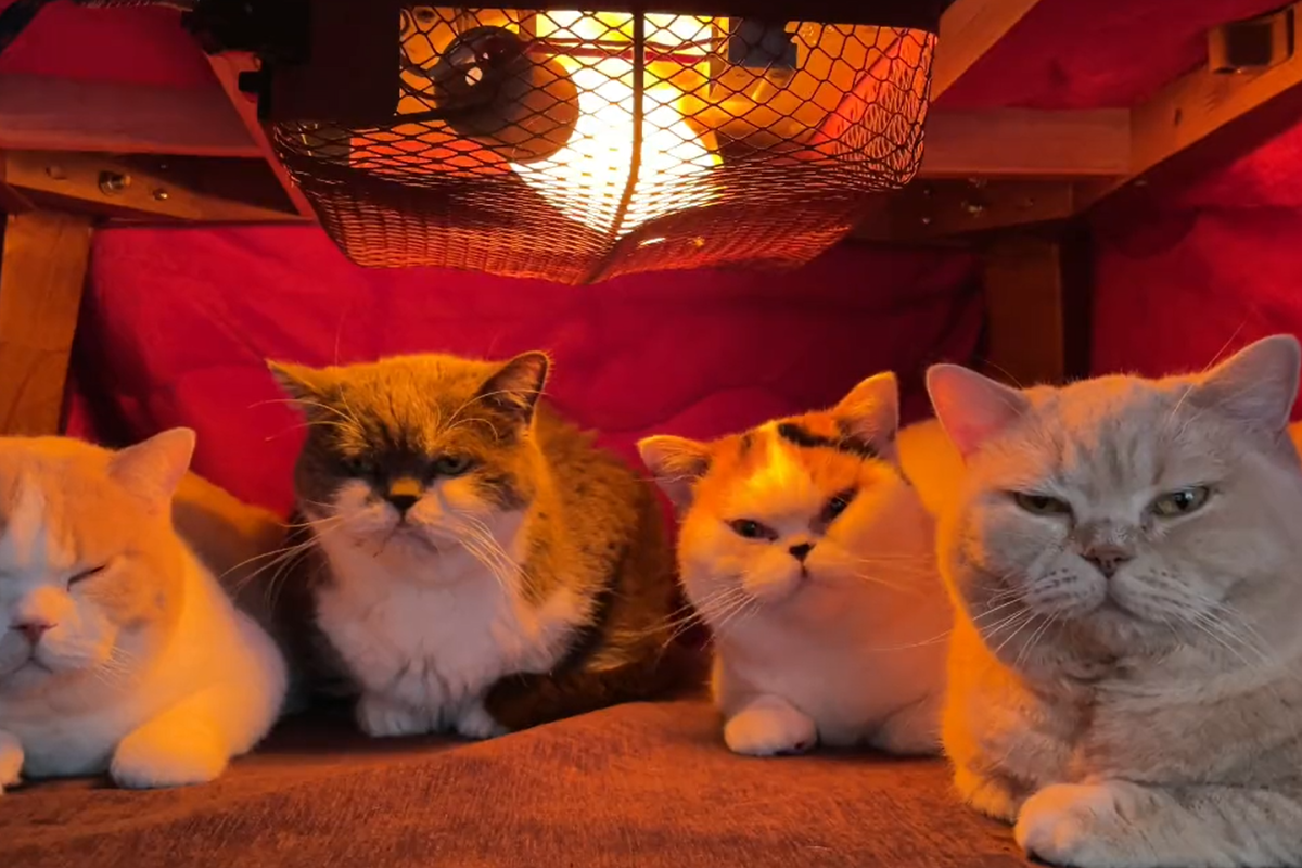 天氣涼颼颼！4貓開啟「暖桌會議」　慵懶臉神複製