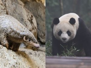 台灣穿山甲vs中國貓熊　兩岸動物外交布拉格較勁
