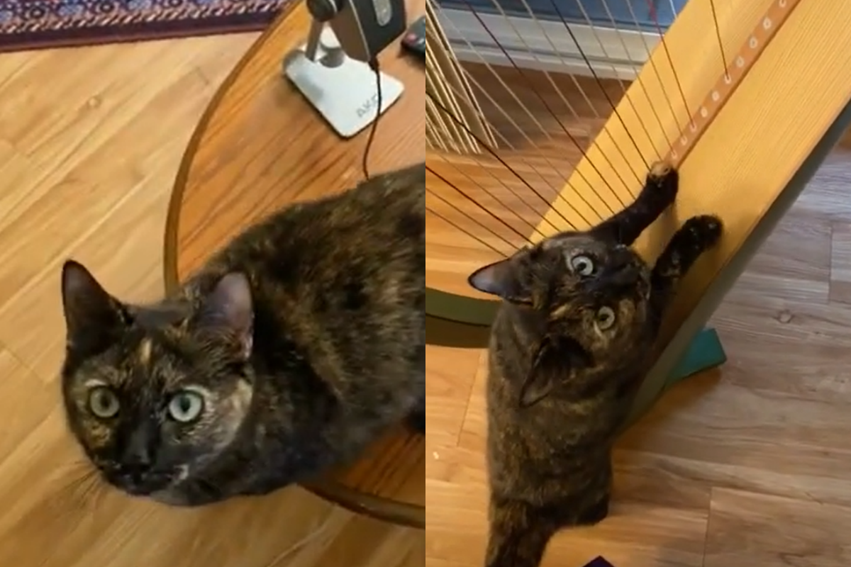 貓咪學會彈豎琴？「真實原因」曝光　網爆笑：是個吃貨 
