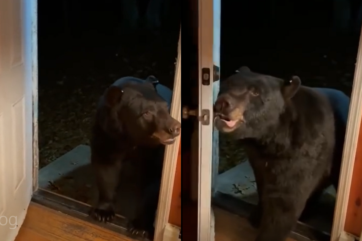 女子開門驚見大熊！牠下秒「禮貌關門」：抱歉打擾了