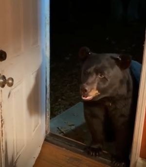 ▲熊：你好！請問有吃的可以給我嗎？（圖／Youtube：ViralHog）