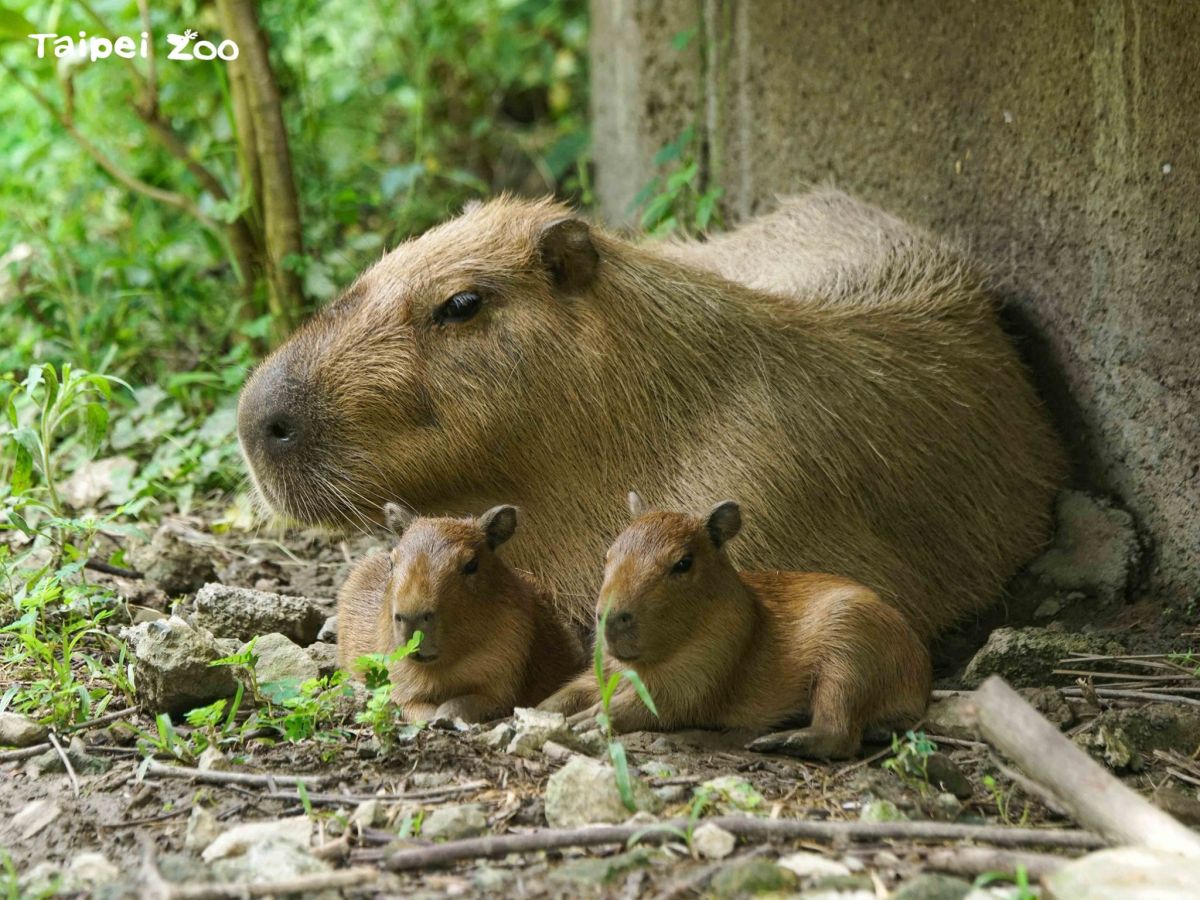 ▲水豚「妹妹」7月30日生下2寶，加加與苳苳。（圖／台北市立動物園）