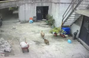 水豚君「妹妹」帶著寶寶上鄰居家串門,正好發現沒關緊的門,直接開啟逛街行程。(圖/台北市立動物園) ▲水豚君「妹妹」帶著寶寶上鄰居家串門,正好發現沒關緊的門,直接開啟逛街行程。(圖/台北市立動物園)