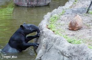 ▲馬來貘與水豚君體型相差懸殊，但作為鄰居彼此相處融洽。（圖／台北市立動物園）