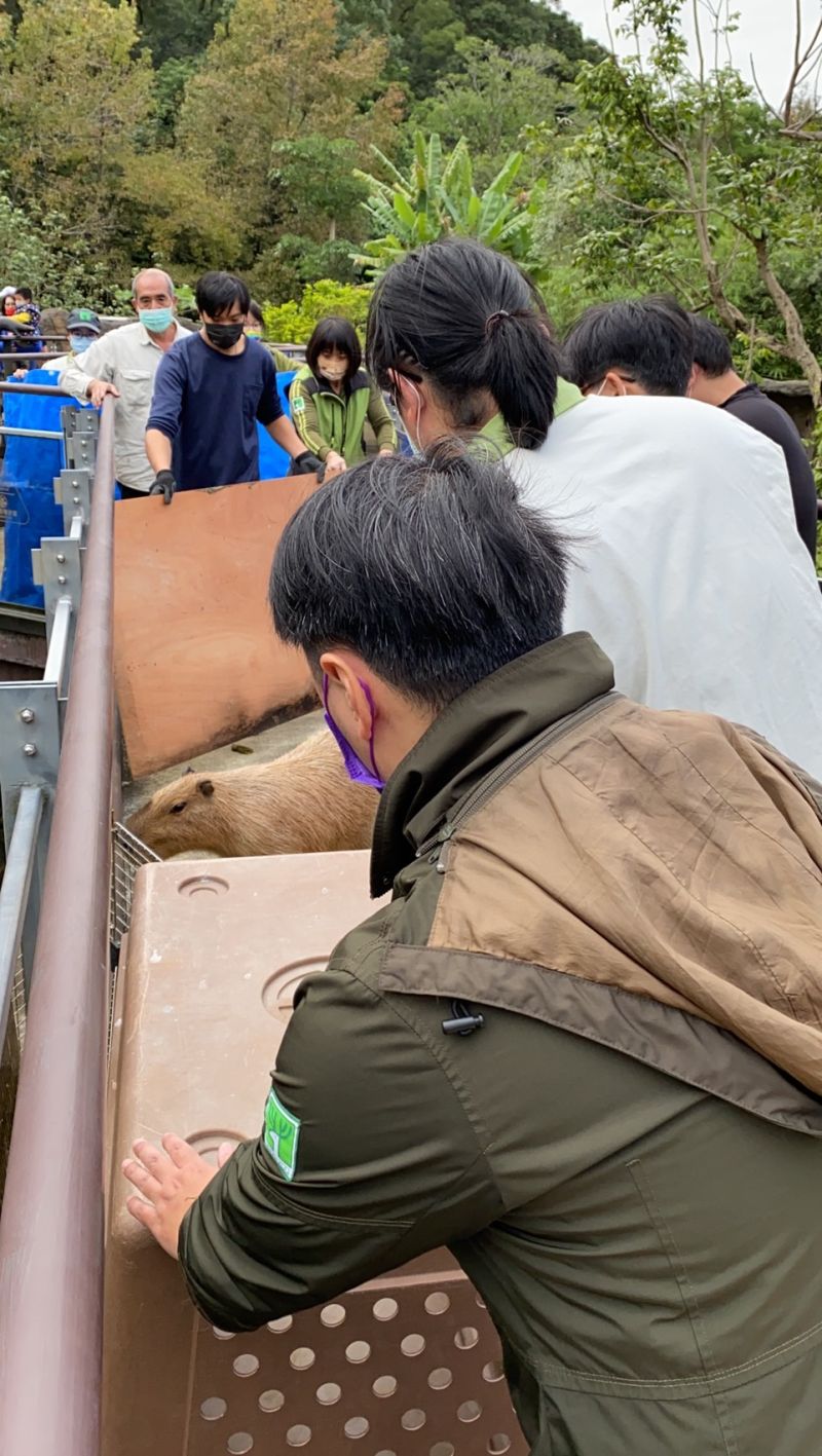 ▲水豚君母女在工作人員的協助下，結束了當天的逛街行程。（圖／台北市立動物園）