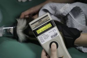 ▲獸醫師掃瞄晶片號碼，確認這隻逃脫的棉頭絹猴是來自新加坡的母猴「小白」。（圖／台北市立動物園）