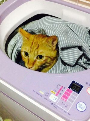 ▲還有洗衣機也是貓皇喜歡的地方~（但是要注意安全啊！）（圖／twitter@mgmgmogumi）