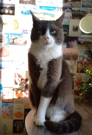 ▲賓士貓：沒錯！本喵就是設計師，這次不收錢，免客氣！（圖／TiKTok：cat_grunge）
