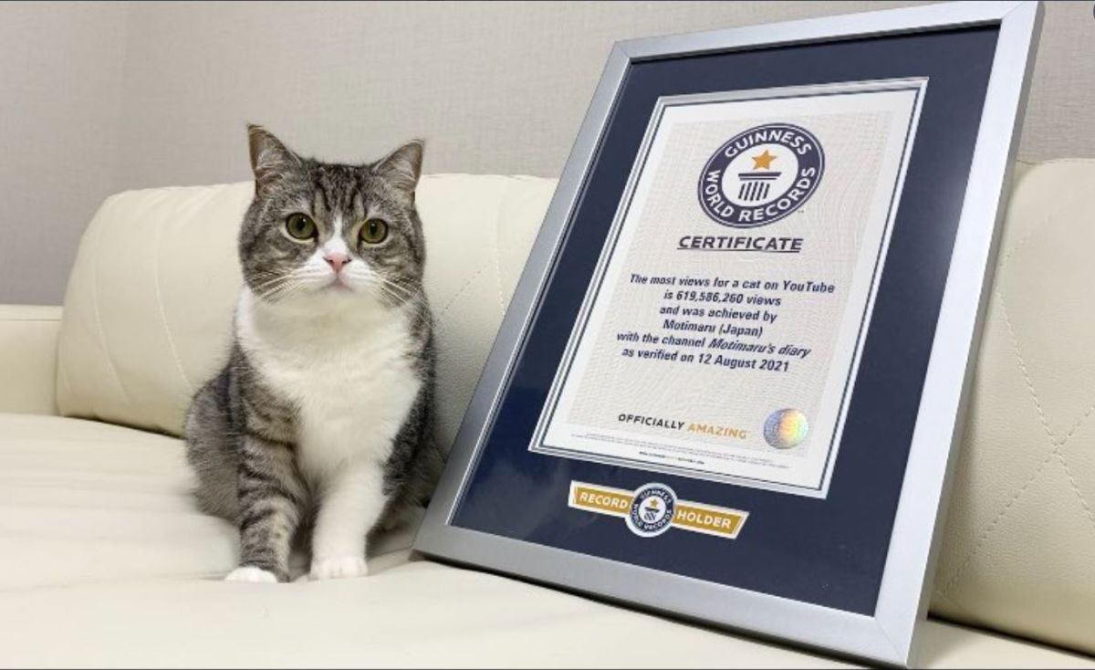 ▲Youtube史上最多觀看的貓，受到金氏世界紀錄認證。（圖／推特@catmotimaru）