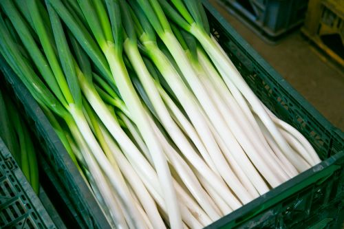 ▲青蔥是家家戶戶必備的調味食材，但市面上都以整把販賣，對無法快速吃完的小家庭來說相當困擾。（圖／翻攝PhotoAC）