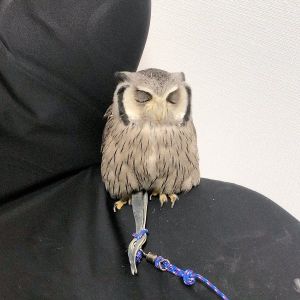 ▲而牠看起來像是在睡覺，反而是牠正在眨眼睛呢！（圖／twitter帳號kururu_owl）