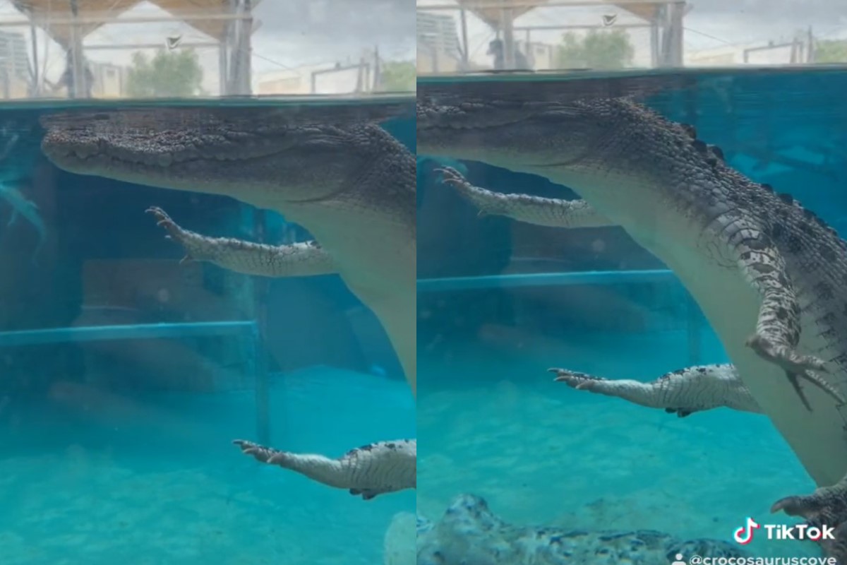 ▲澳洲一隻鹹水鱷四腳張開地漂浮在水裡，感覺相當放鬆！（圖／Tiktok帳號crocosauruscove）