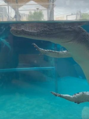 ▲這天一隻4歲的鹹水鱷在水裡游泳。（圖／Tiktok帳號crocosauruscove）