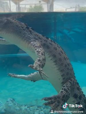 ▲鱷魚：這樣游，最省力啦！（圖／Tiktok帳號crocosauruscove）