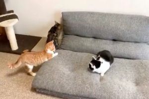 ▲這天推主中途的小貓們在沙發上玩耍。（圖／Twitter帳號uni_mugi_hachi）