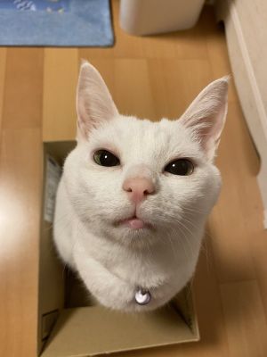 ▲「橘子」是一隻可愛的4歲白貓。（圖／twitter帳號GBfwNhFh9PJuz5W）
