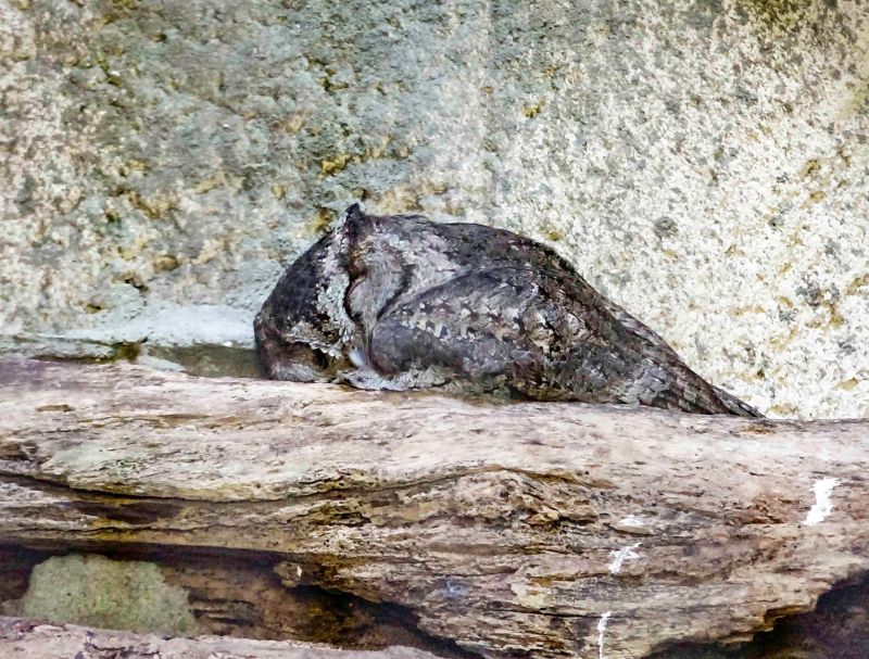 ▲領角鴞：還是趴著睡最舒服了！（圖／臺北市立動物園授權提供） 