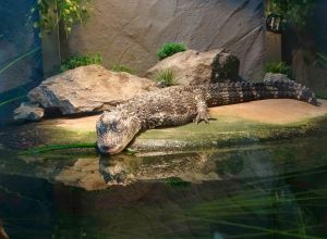 ▲揚子鱷睡到流口水了。（圖／臺北市立動物園授權提供）