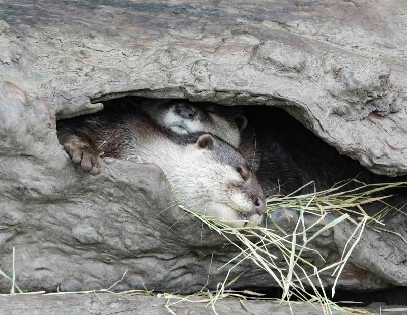 ▲小爪水獺兄弟窩在一起，睡到渾然忘我。（圖／臺北市立動物園授權提供） 