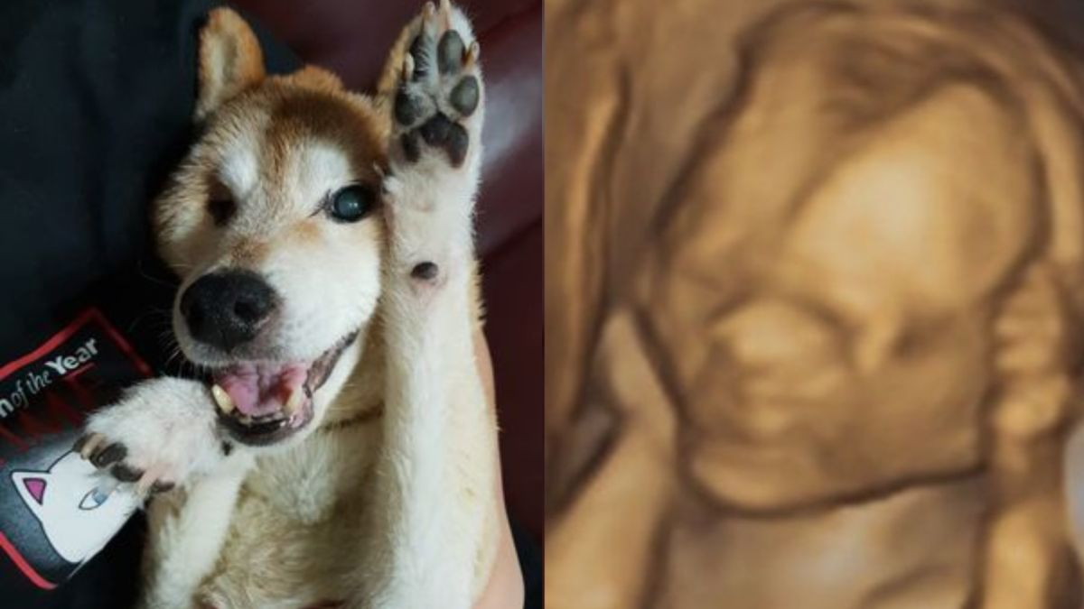 黃子佼女兒照片「神似過世愛犬」 上萬網友起雞皮疙瘩