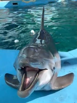 ▲人類：請問海豚怎麼叫？；馬蒂：喵～～～～～！（圖／Youtube：ViralHog） 