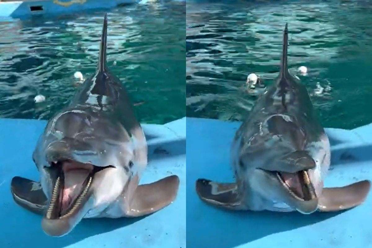 海豚用「激萌喵音」表愛意　網友全吃驚：海上貓貓？
