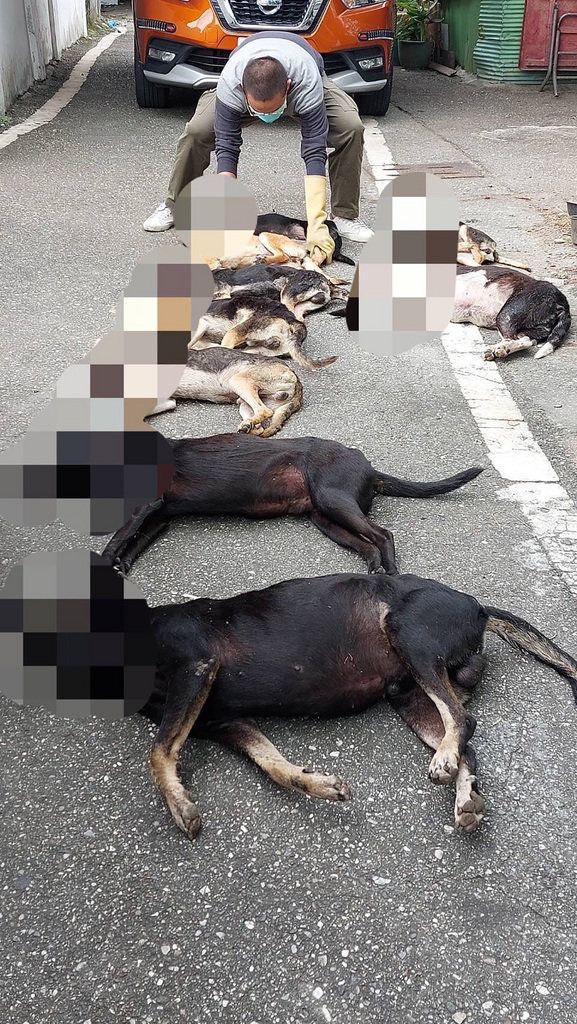 花蓮新城8犬死亡檢出農藥中毒　檢警擴大追查
