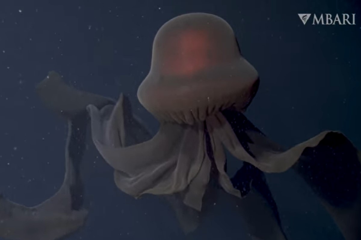 ▲美國MBARI日前在深海裡發現罕見的「冥河水母」！（圖／翻攝自FB帳號MBARI）