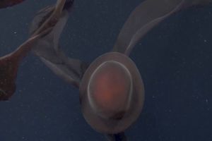 ▲這次MBARI發現的冥河水母，頭部直徑約1公尺寬，觸手約10公尺長。（圖／翻攝自YT帳號MBARI）
