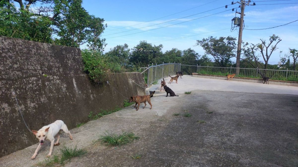 新北動保處首創師傅犬訓練制度　快速讓收容犬隻社會化
