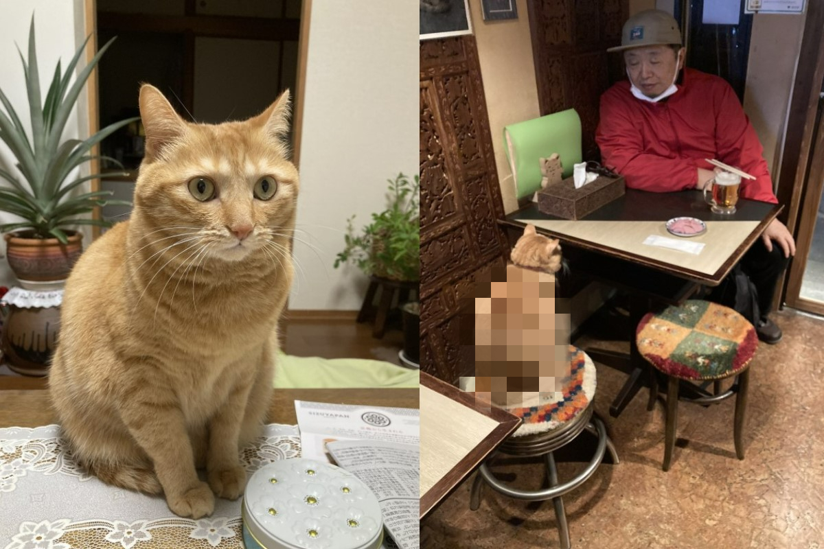 ▲日本一間餐廳的店貓日前陪一名男性顧客吃飯，網友看了牠的身材卻全笑了。（圖／twitter帳號chairorahman）