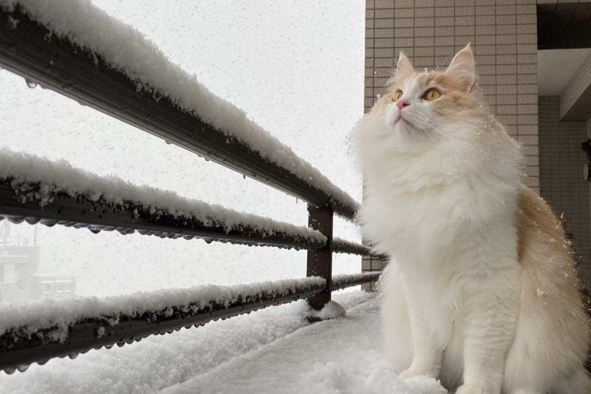 ▲日本大雪紛飛，貓咪站在雪中飄仙氣，網友稱讚是「冬日小妖精！」（圖／Twitter：zuccherofugo） 