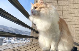 ▲貓咪Fugo常常透過這個陽台觀察外面的世界。（圖／Twitter：zuccherofugo）