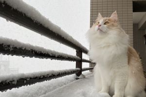 ▲Fugo賞雪的畫面就像是電影海報般漂亮。（圖／Twitter：zuccherofugo）