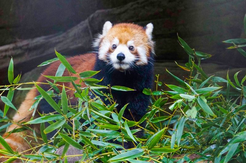 ▲美可：歡迎大家常來溫帶動物區拜訪我們哦！（圖／臺北市立動物園授權提供）