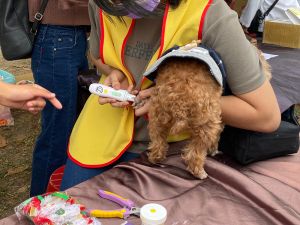 流浪動物愛護協會免費為毛小孩修指甲 ▲流浪動物愛護協會免費為毛小孩修指甲(圖/記者張振興攝,2021,12,18)