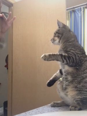 模仿大王!貓咪見飼主梳頭髮 竟「舉雙手摸頭」:我也會 ▲史考特突然站起來……(圖/翻攝自TikTok帳號misshmhm)