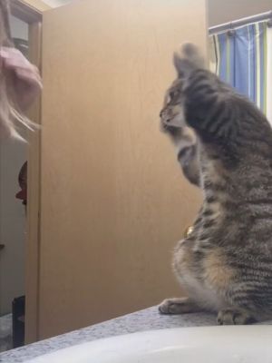 模仿大王!貓咪見飼主梳頭髮 竟「舉雙手摸頭」:我也會 ▲史考特:原來手手要這樣做喔!(圖/翻攝自TikTok帳號misshmhm)