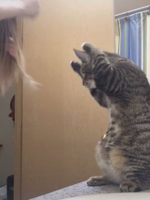 模仿大王!貓咪見飼主梳頭髮 竟「舉雙手摸頭」:我也會 ▲史考特:我也會梳頭髮了!(圖/翻攝自TikTok帳號misshmhm)