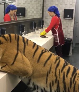 ▲這天Mikhail帶老虎Chanelka外出，中途到公共廁所喝水，剛好遇見一名清潔阿姨正在打掃。（圖／IG帳號Famichiki_angry）