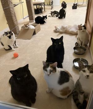 ▲推主家養了許多貓咪。（圖／Twitter帳號nekobeya35）