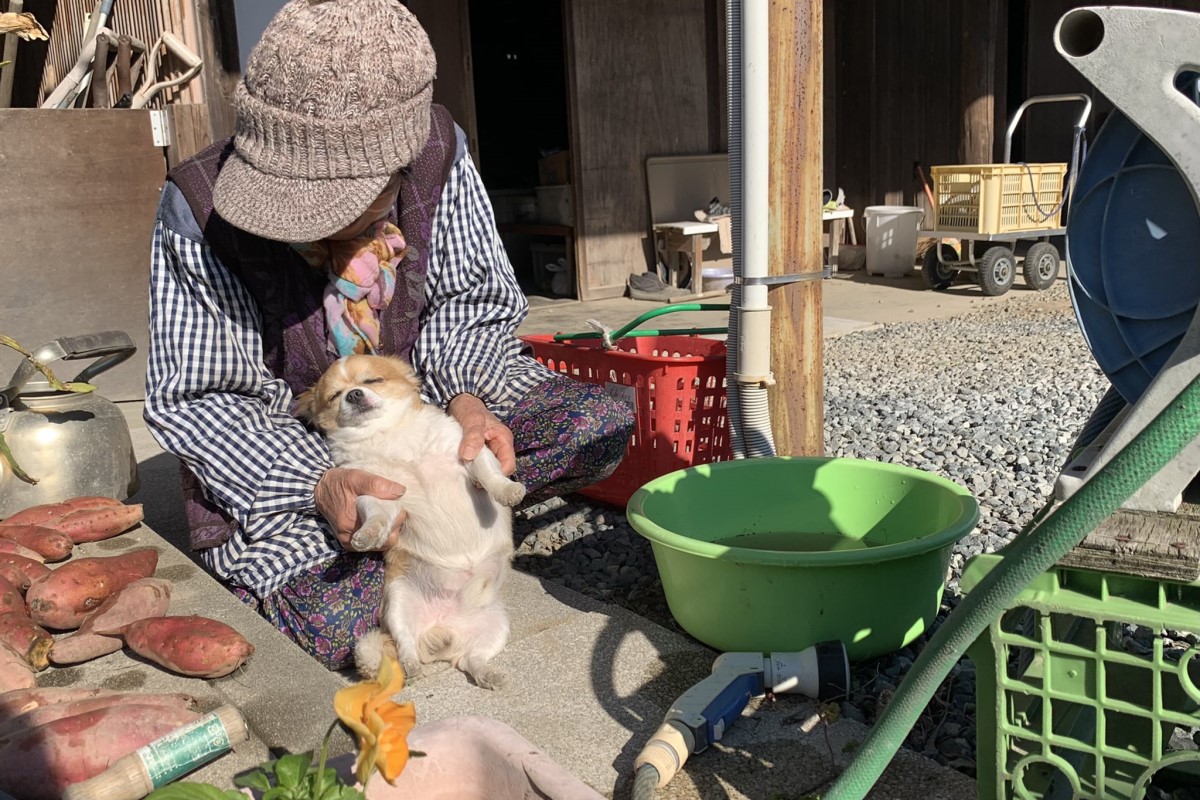 ▲日本一位阿嬤務農時，狗狗卻狂打瞌睡。（圖／Twitter帳號chiwarwar）